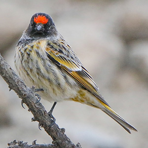 Fire-fronted Serin